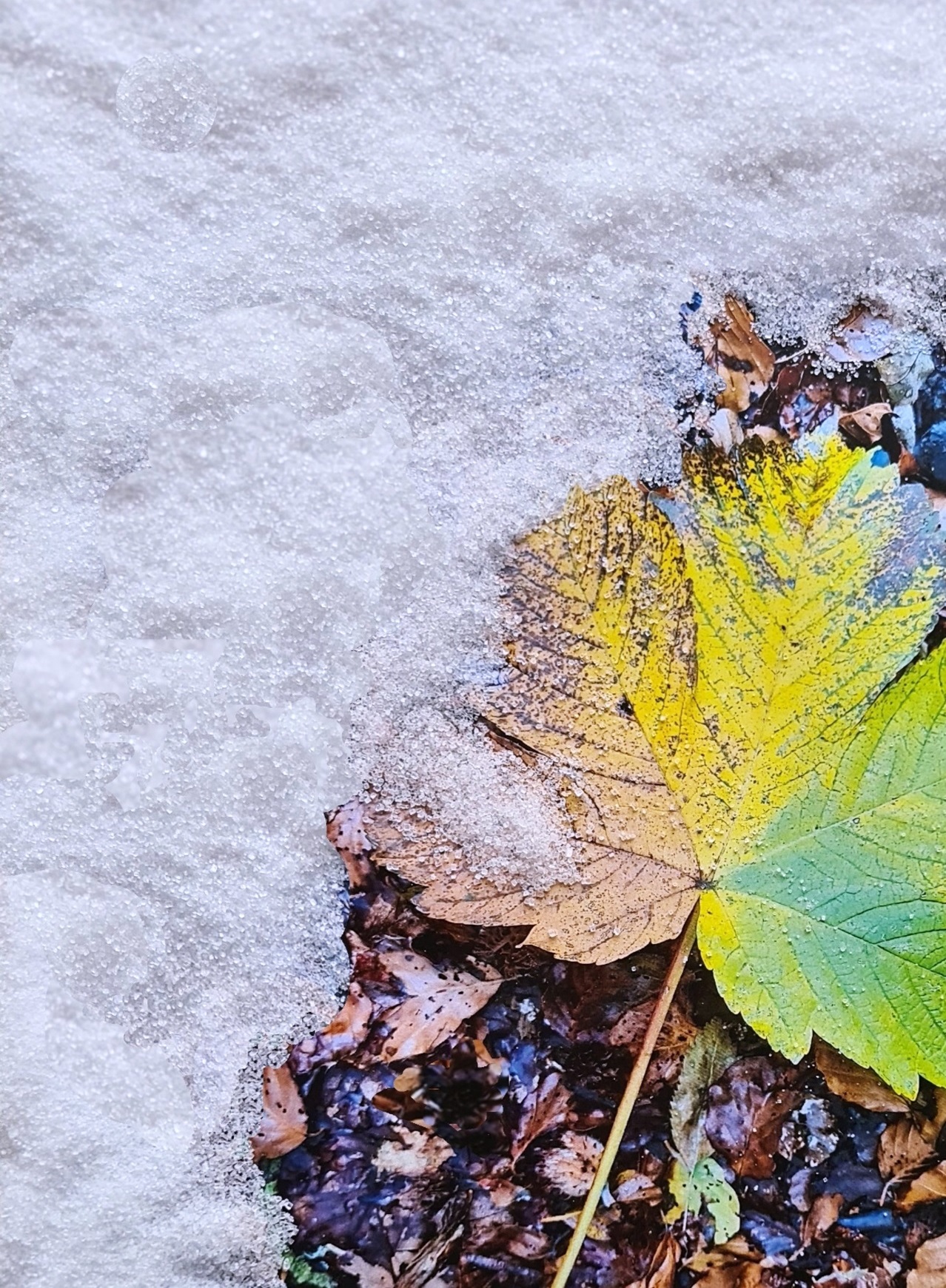 Blatt im Schnee